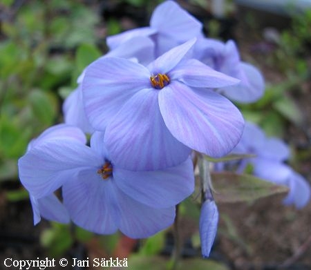 Phlox divaricata 'Blue Perfume', sinileimu